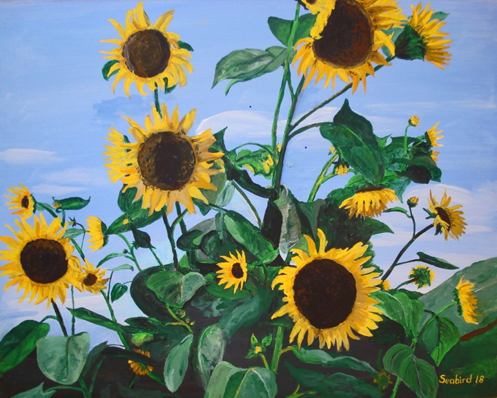 Sonnenblumen-B720 Sonnenblumen-B720